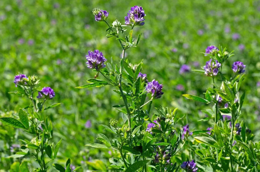 Alfalfa - Overview, History Benefits, Precaution, Dosage