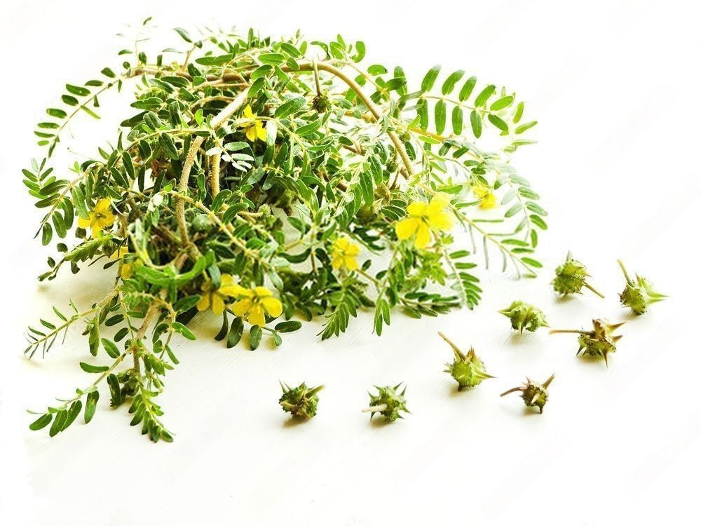 Tribulus Terrestris(Gokhru)- Overview, History, Uses, Benefits, Precaution, Dosage