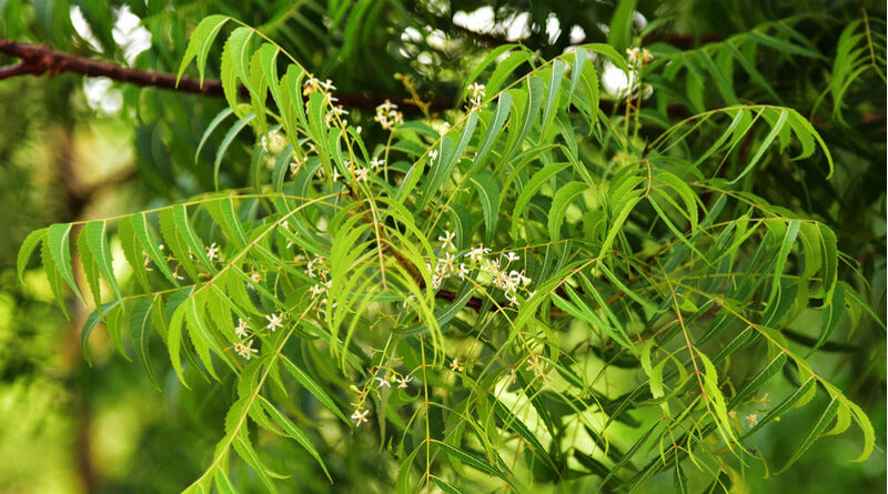 Neem- Overview, Uses, Benefits, Precaution, Dosage