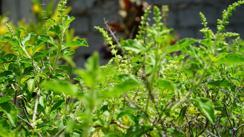 Panch Tulsi - Overview, History, Uses, Benefits, Precaution, Dosage