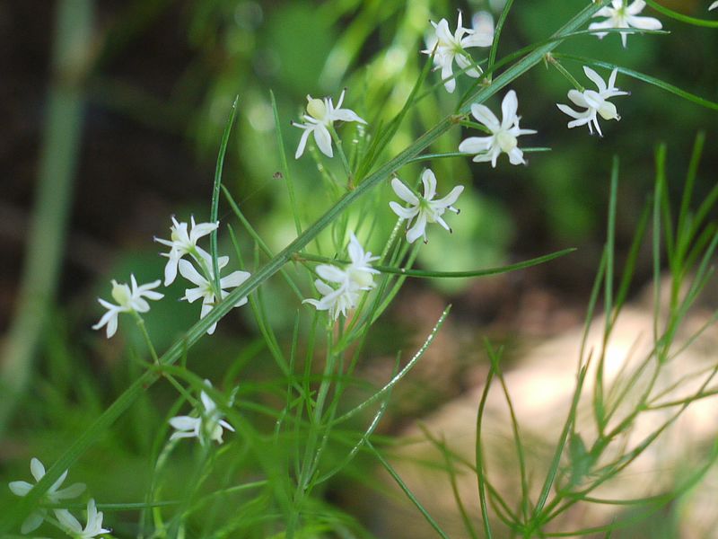 Shatavari - Overview, Benefits, Precaution, Dosage