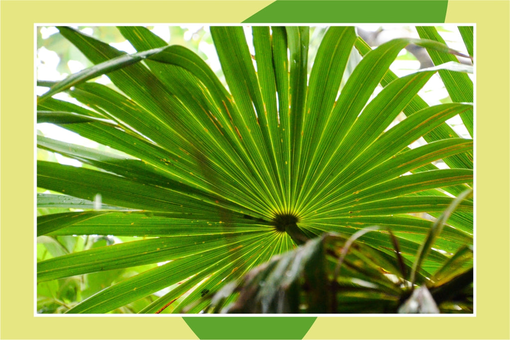 6 Effective Saw Palmetto Benefits - A Traditional Herbal Medicine