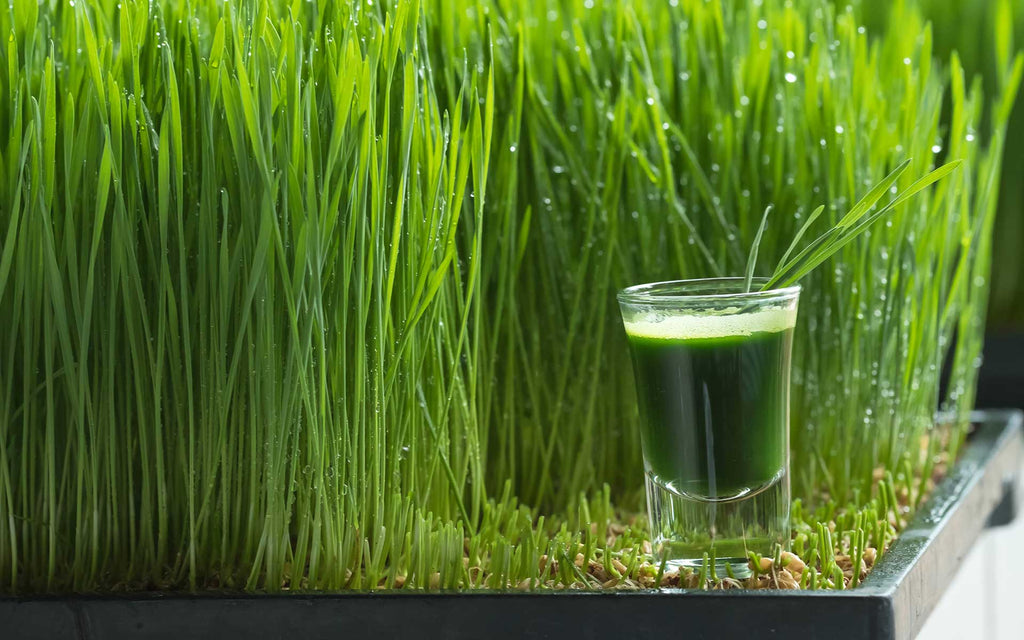 Wheatgrass- Overview, History, Uses, Benefits, Precaution, Dosage