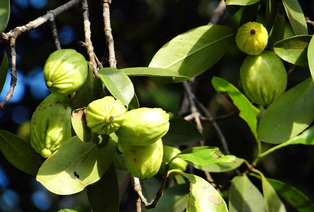 Garcinia Cambogia - Overview, Benefits, Precaution, Dosage