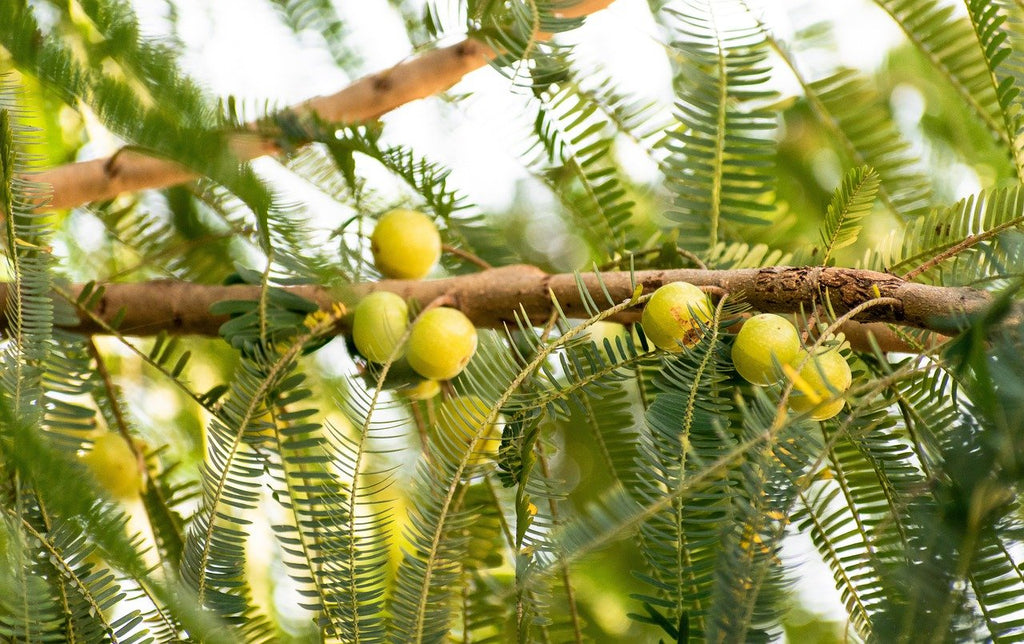 Amla (Indian Gooseberry) - Overview, History, Uses, Benefits, Precaution, Dosage.