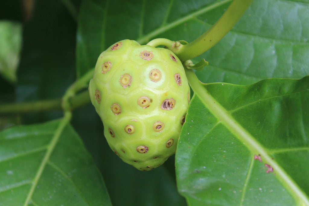 Noni Fruit (Morinda citrifolia)- Overview, History, Uses, Benefits, Precaution, Dosage