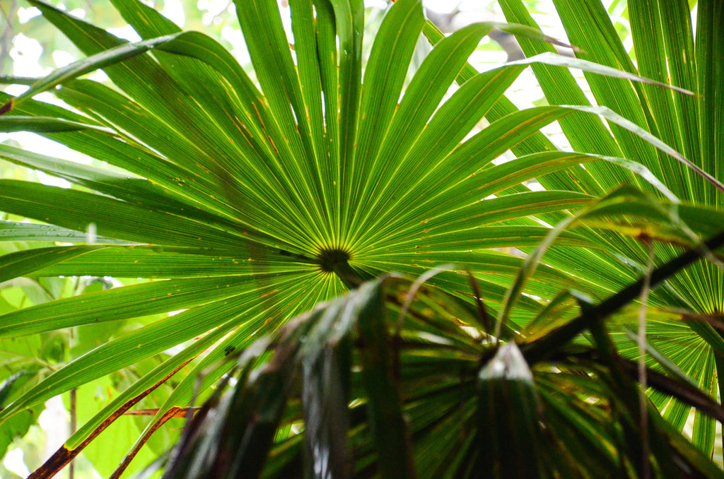 Does Saw Palmetto Increase Testosterone Level In The Body?