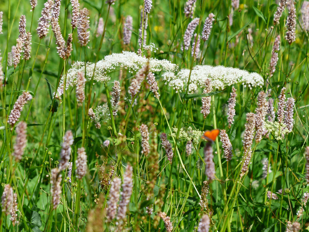 Psyllium- Overview, History, Benefits, Precaution, Dosage