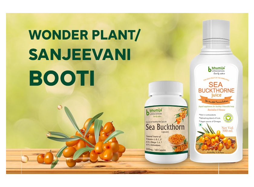 Nourish your health with the goodness of Sea Buckthorne Herbal Supplements