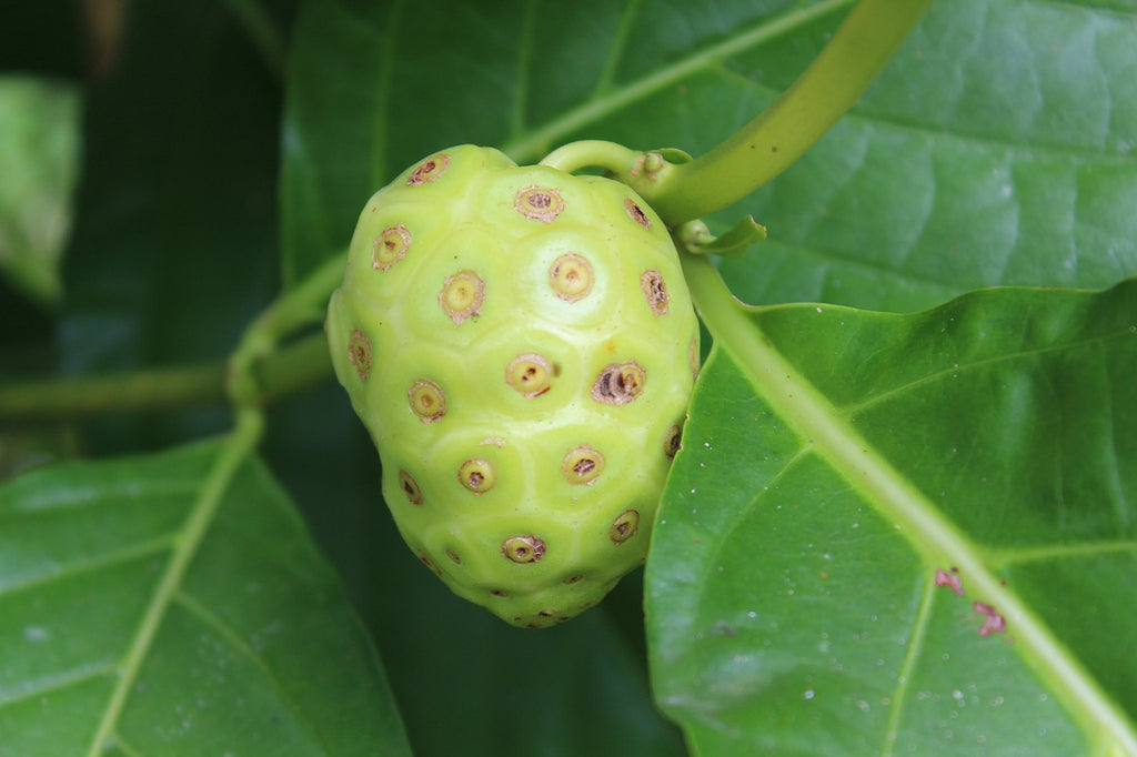 Noni Fruit (Morinda citrifolia)- Overview, History, Uses, Benefits, Precaution, Dosage
