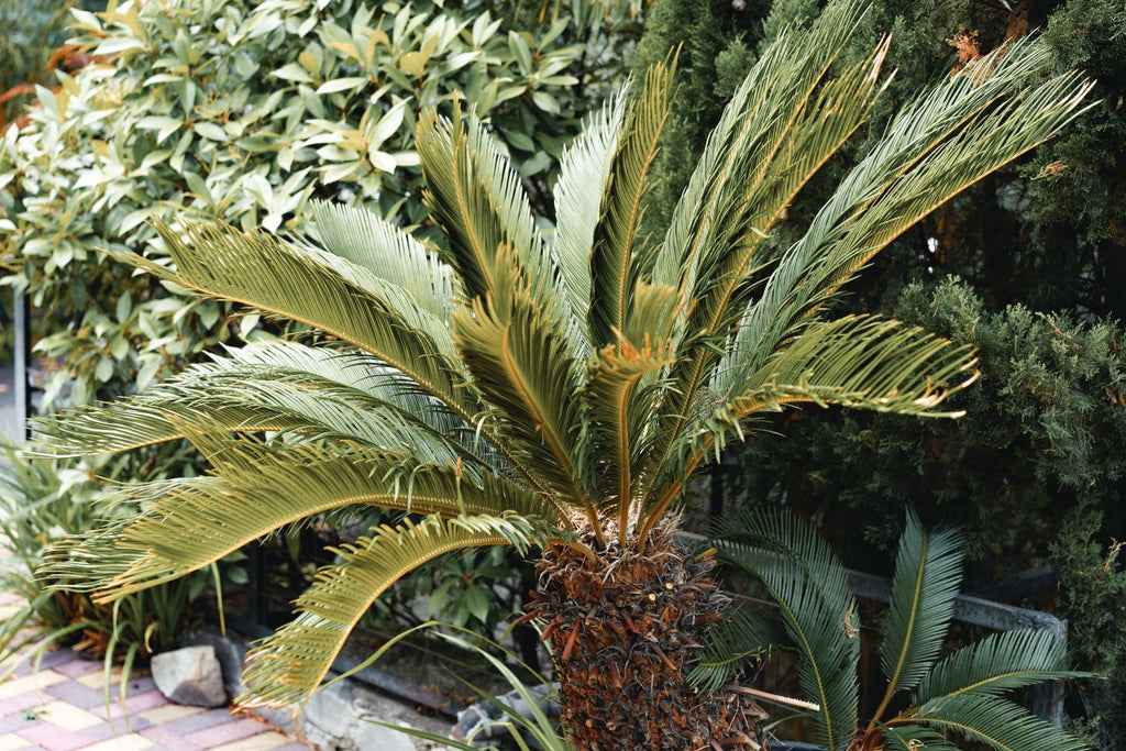 Why Is Palm Oil So Bad For Health?