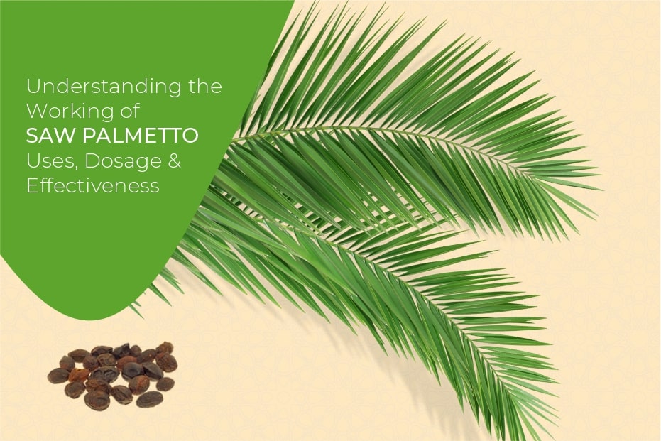 Saw Palmetto- Overview, History, Uses, Benefits, Precaution, Dosage, & Effectiveness